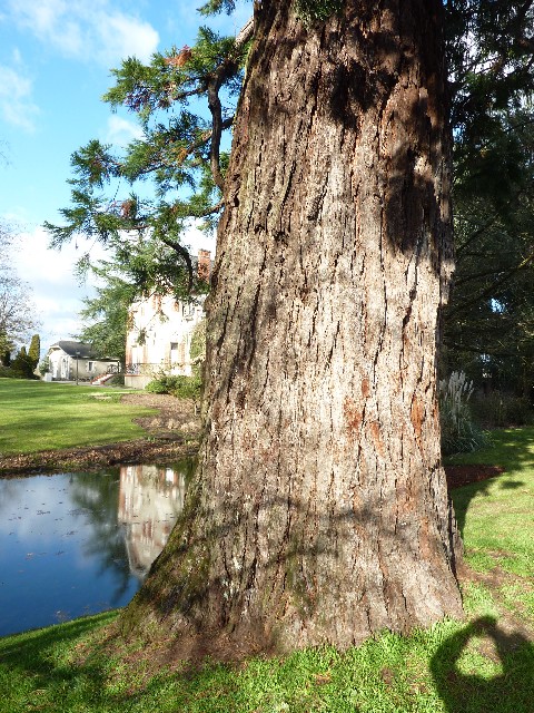 Séquoia géant à Rezé au parc de la Morinière