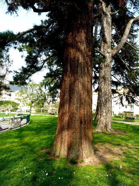 Séquoia géant de 3m76 de circonférence