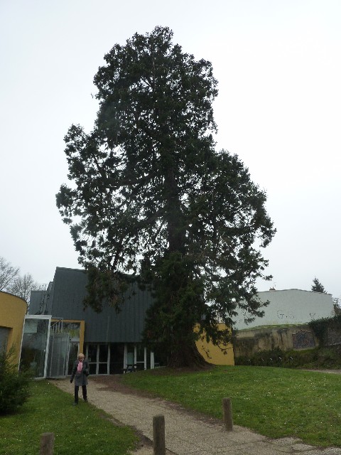 Séquoia géant au centre socioculturel de Rezé