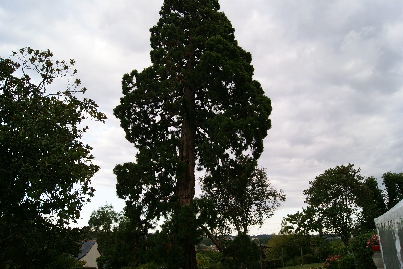 Séquoia géant allée des buttes à Saumur