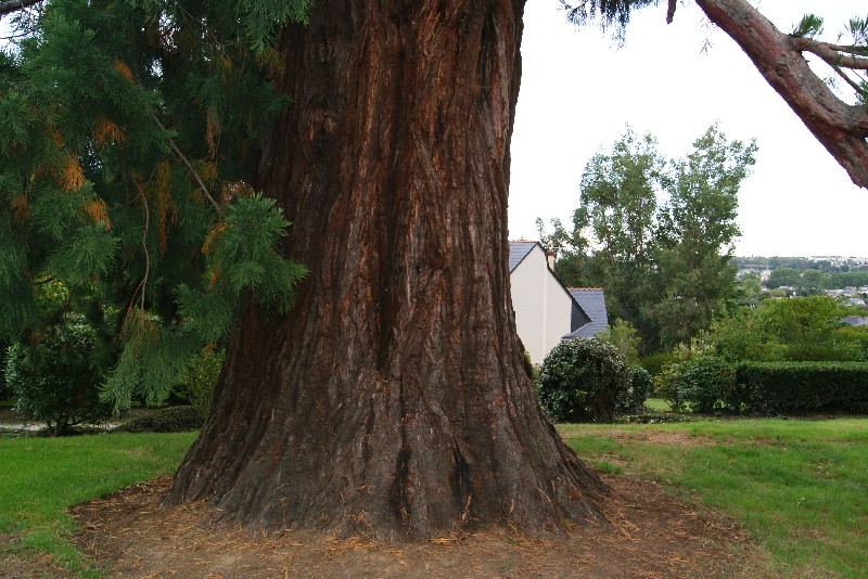 Séquoia géant à Saumur