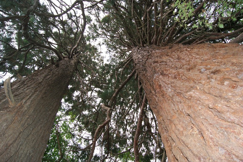 Séquoias géants à Saumur