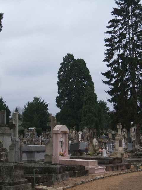 Séquoias géants au cimetière de Saumur