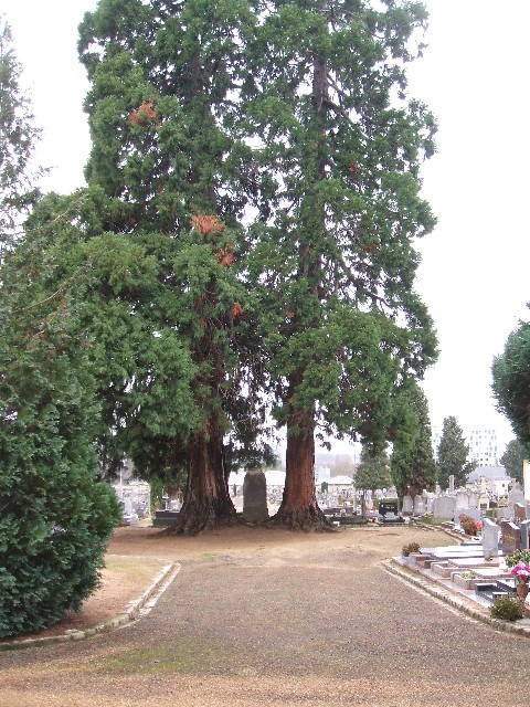 Séquoias géants à Saumur