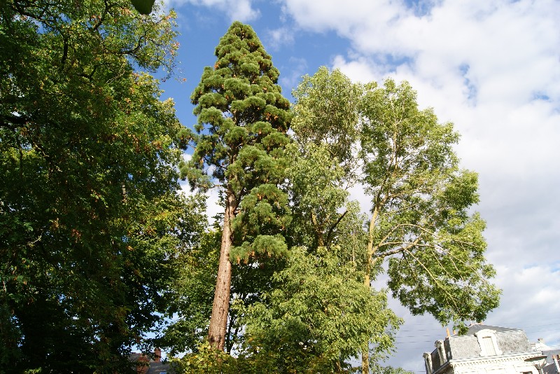Séquoia géant rue du docteur Bouchard à Saumur