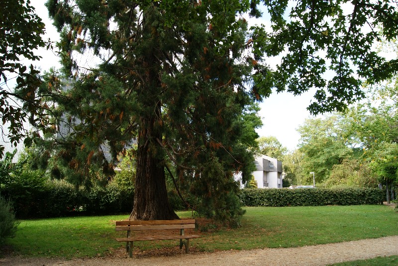 Séquoia géant à Saumur place de Verdun
