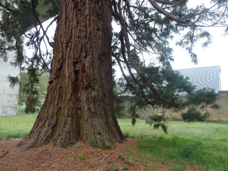 Séquoia géant de 7m de circonférence