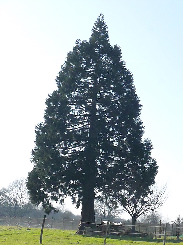 Séquoia géant à séguignière
