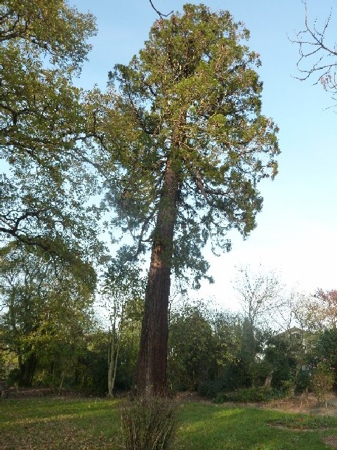 Séquoia géant à St Aignan de Grand Lieu