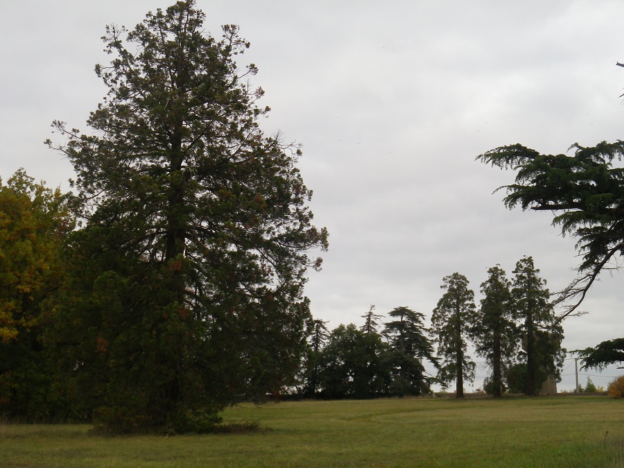 Séquoias géants à St Aubin de Juigné