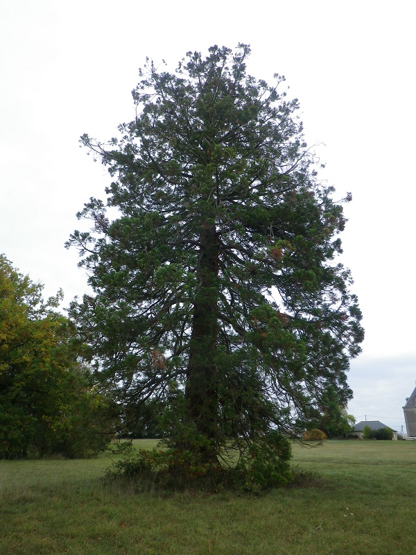 Séquoia géant au Château de Bellevue