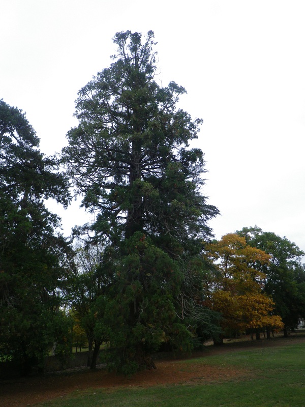 Séquoia géant à St Aubin de Luigné