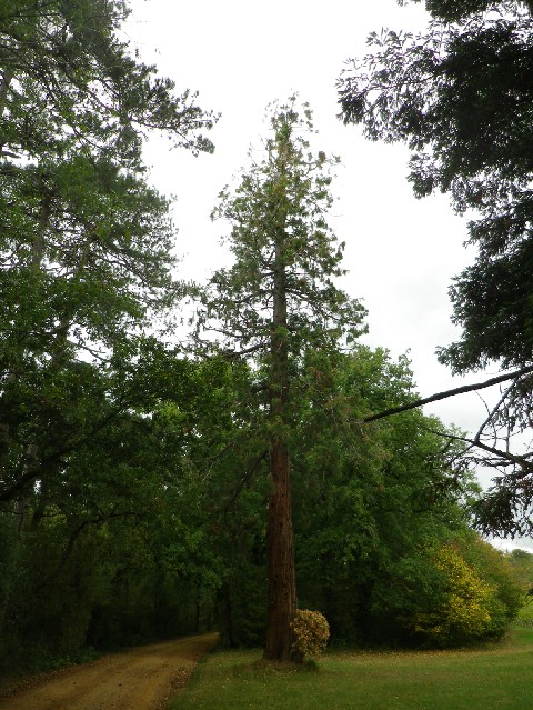 Séquoia géant à St Georges sur Layon