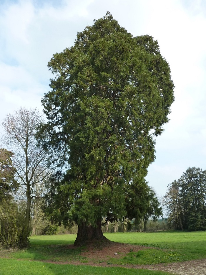 Séquoia géant à St Géréon