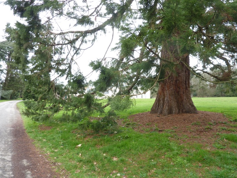 Séquoia géant  de 7m64 de circonférence