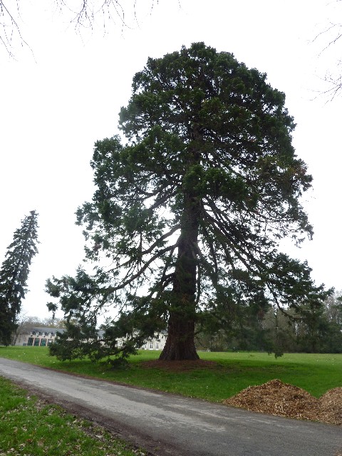 Séquoia géant à St Herblain