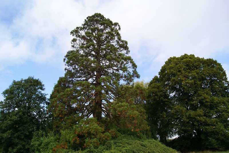 Séquoia géant à St Jean d'Assé