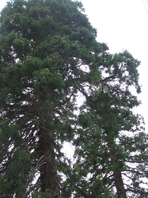 Séquoias géants à St Lambert du Lattay