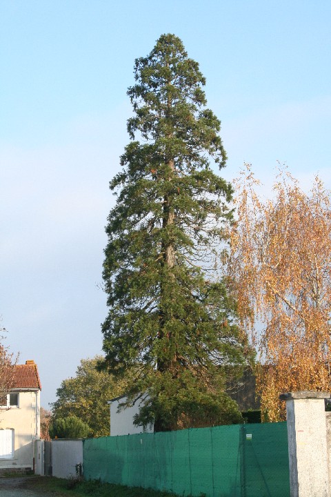 Séquoia géant  rue de Vendée
