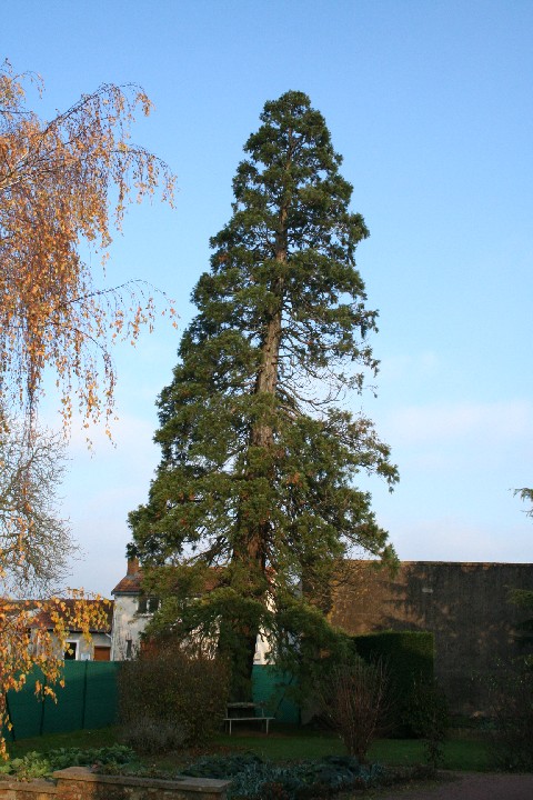 Séquoia géant à St Leger sous Cholet