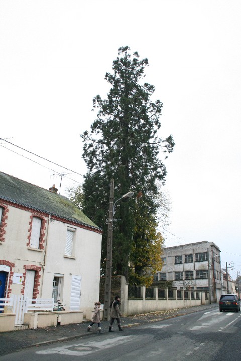 Séquoia géant à St Macaire en Mauges