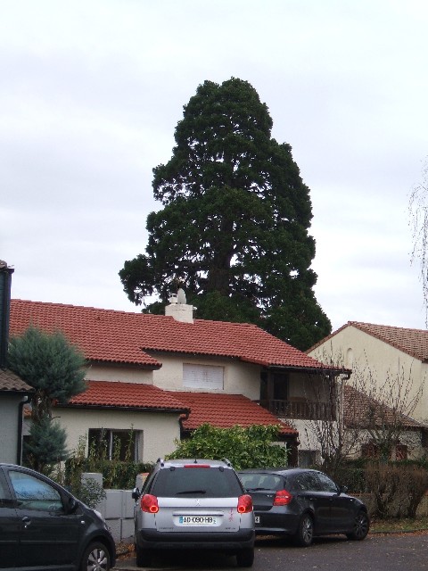 Séquoia géant à St Sébastien sur Loire