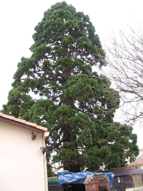 Séquoia géant rue de la Martelière
