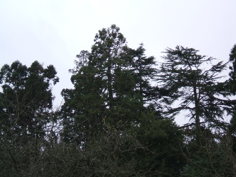 Séquoia géant avenue de Glinde 