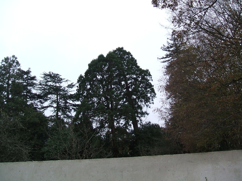 Séquoias géants à St Sébastien sur Loire