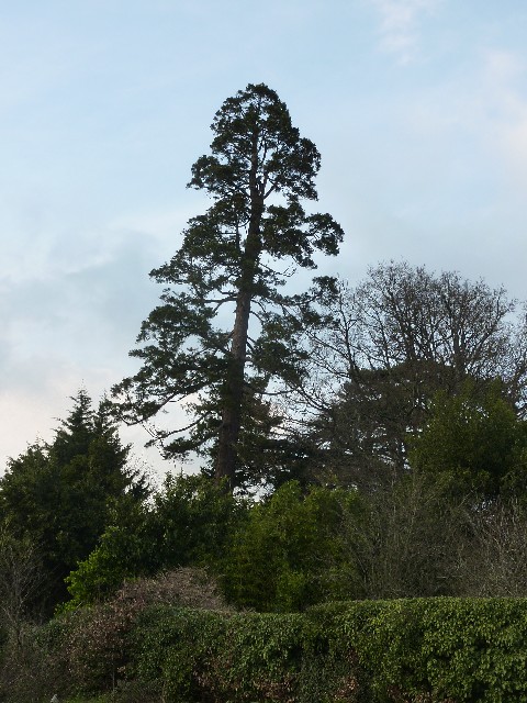 Séquoia géant à St Sébastien sur Loire
