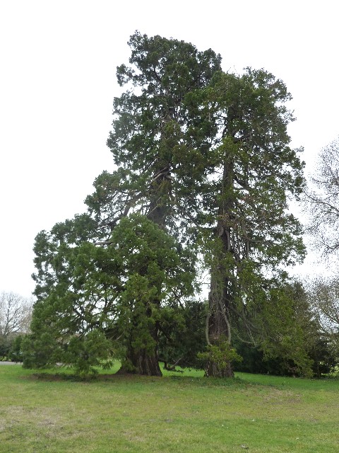 Séquoias géants à Ste luce sur Loire