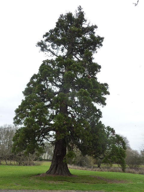 Séquoia géant le Grand Plessis 