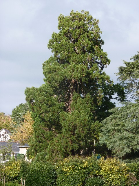 Séquoia géant à Sucé sur Erdre