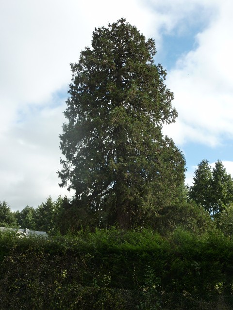Séquoia géant à Sucé sur Erdre