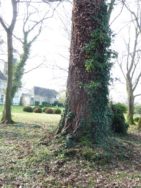 Séquoia géant au Château de Thouaré
