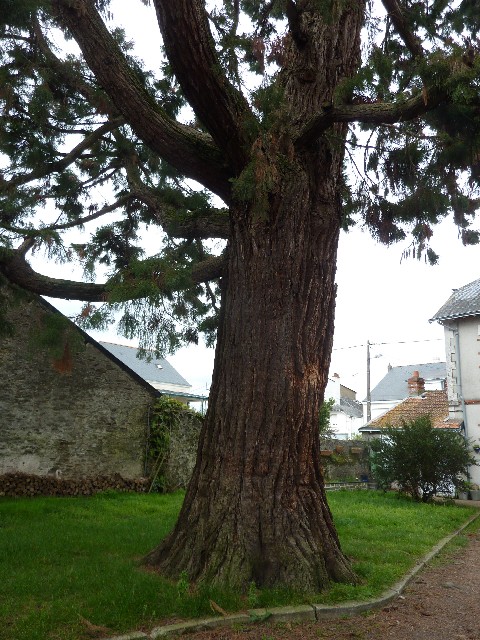 Séquoia géant à Thouaré sur Loire