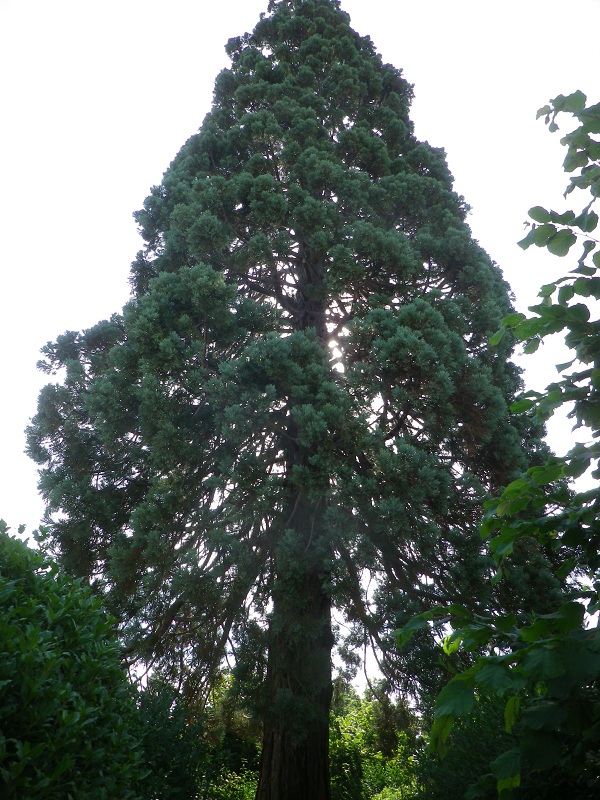 Séquoia géant à Trélazé