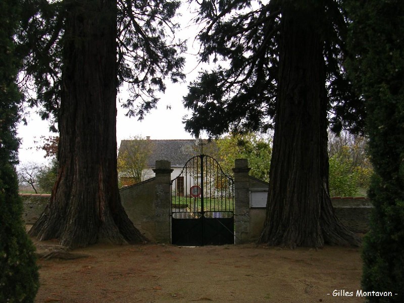 Séquoias géants à Valanjou
