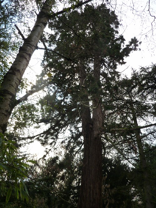 Séquoia géant à Vertou