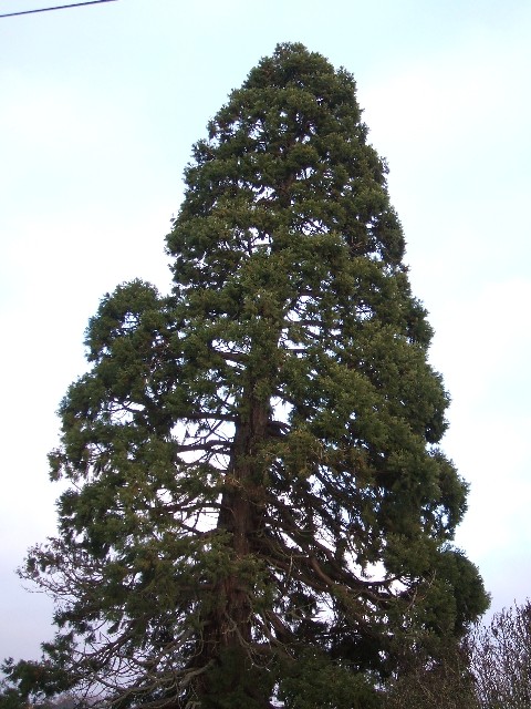 Séquoia géant à Vihiers