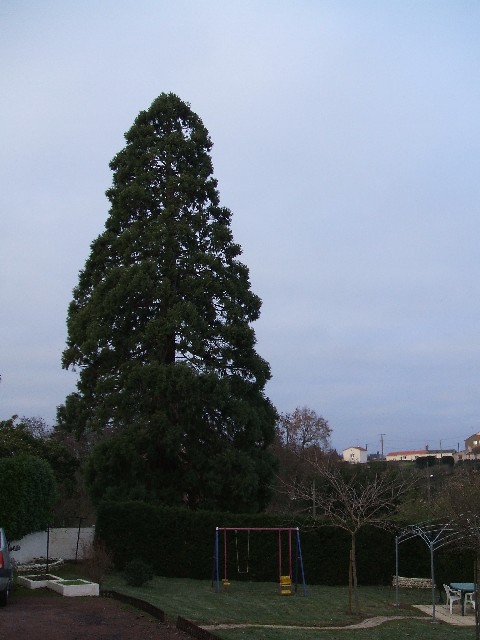Séquoia géant à Vihiers