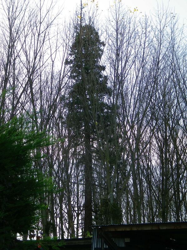 Séquoia géant à Vivy