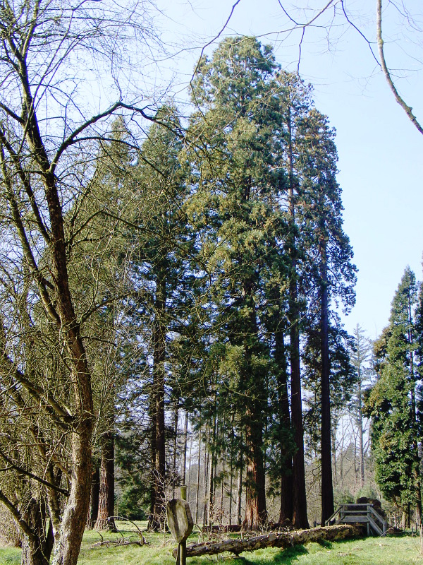 Séquoias géants à Amance