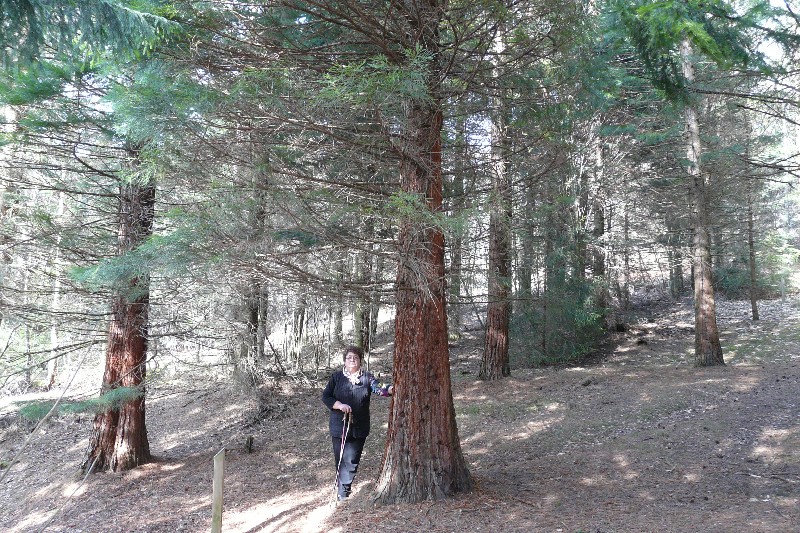 Séquoias géants au sentier botanique à Anould