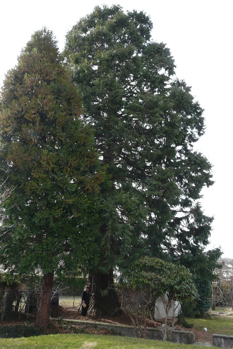 Séquoia géant à Anould