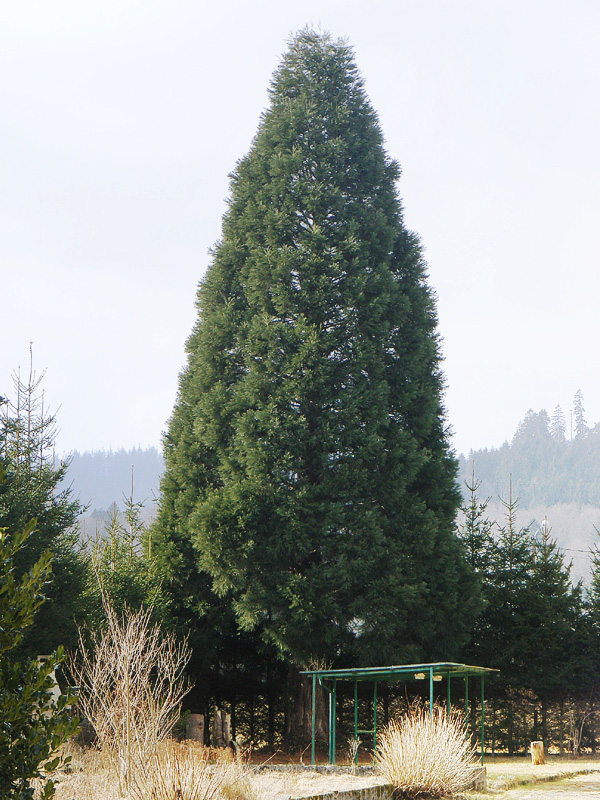 Séquoia géant à Anould