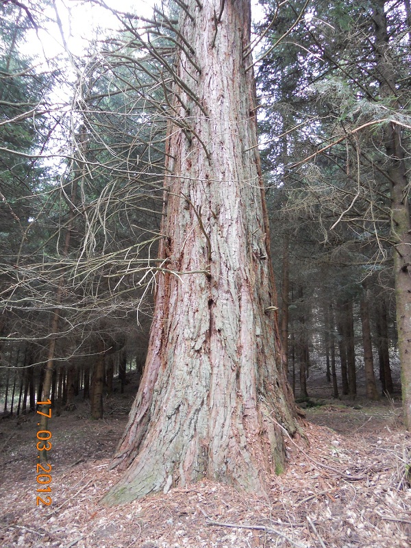 Séquoia géant à Badonviller