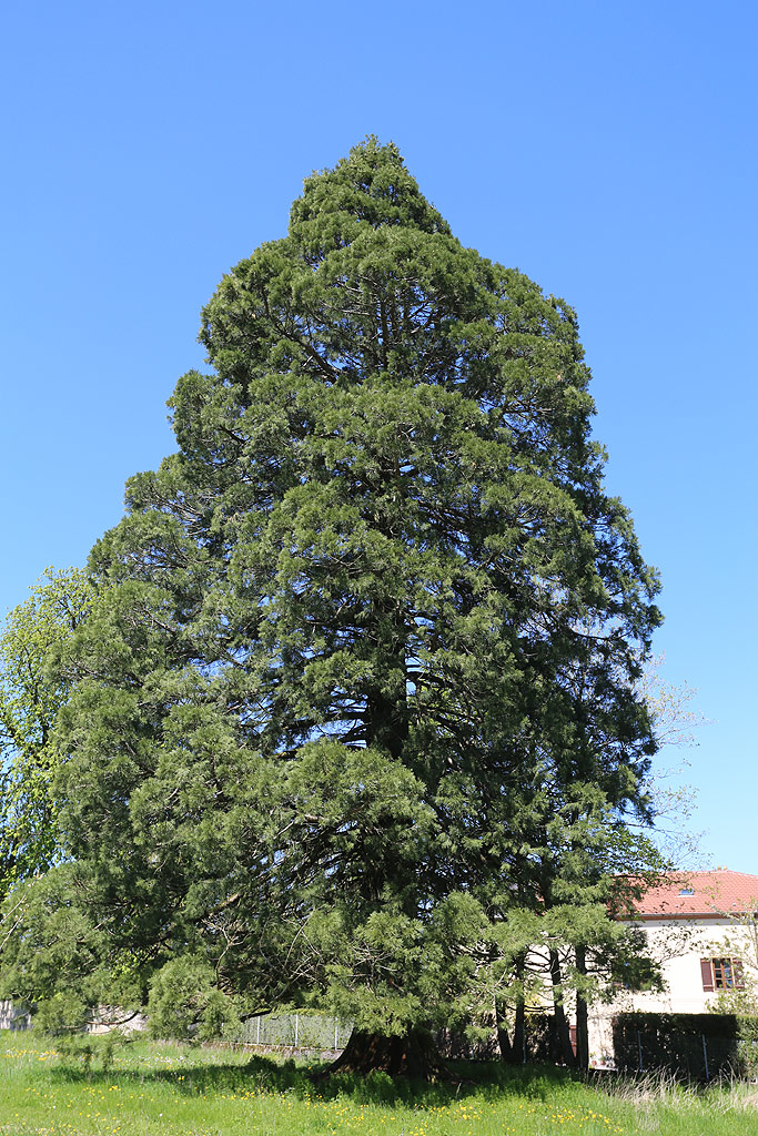 Séquoia géant  Bainville-aux-Saules © Stéphane Sudré