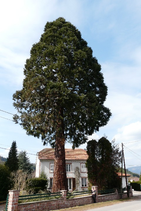 Séquoia géant à Ban de Laveline