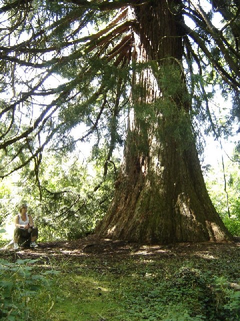 Séquoia géant à Ban sur Meurthe Clefcy